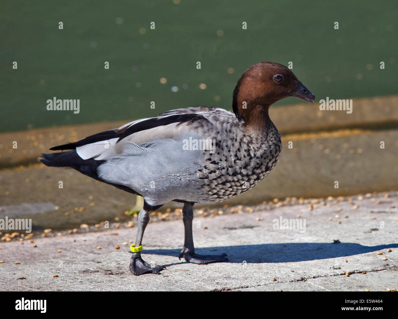 Legno Australiano di anatra (chenonetta jubata), maschio Foto Stock