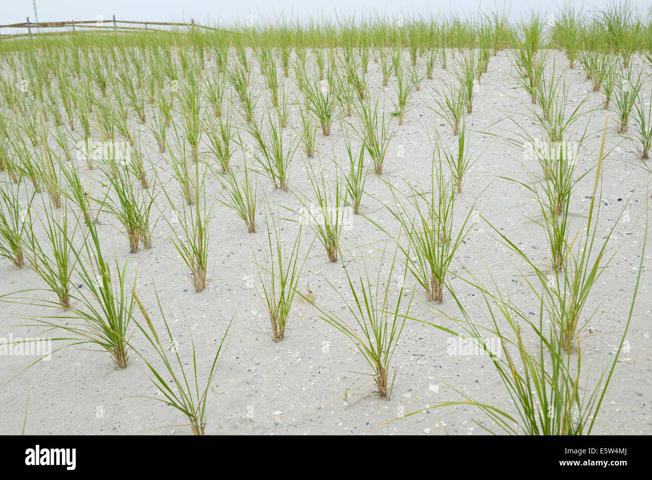 Cape American beach erba, Ammophila breviligulata, piantati per stabilizzare le dune e prevenire erosione spiaggia Foto Stock