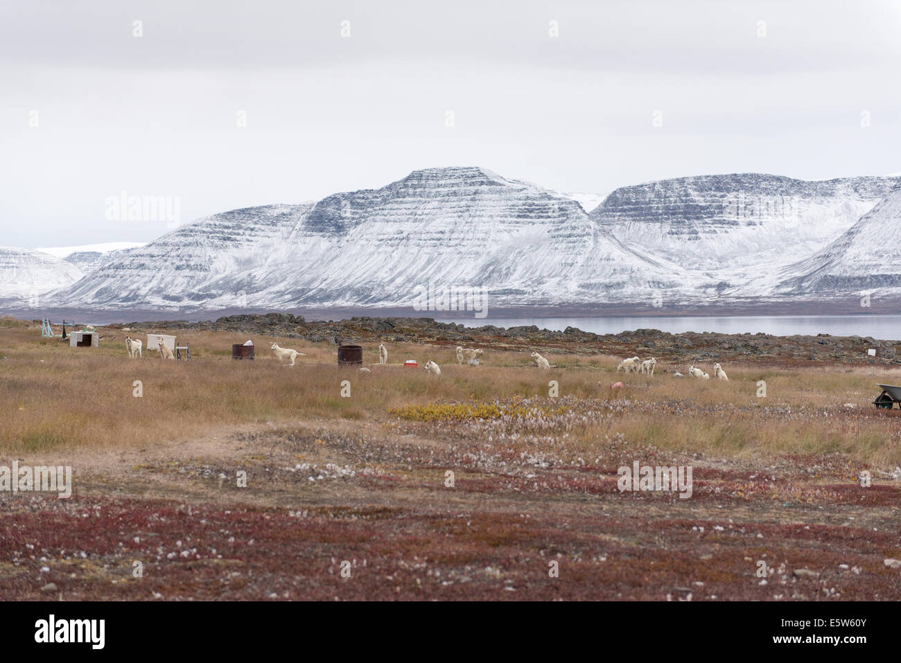 Cani da slitta in Groenlandia il paesaggio con le montagne innevate intorno disko island Foto Stock