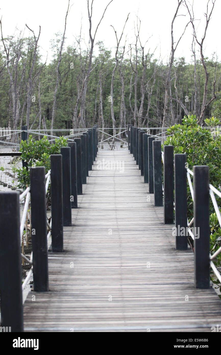 Percorso di legno di natura istruzione nella foresta di mangrovie. Foto Stock