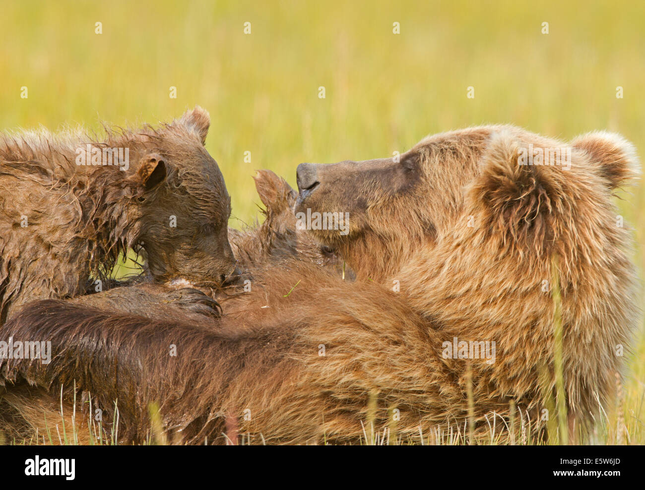 Alaskan Brown Bear Cub assistenza infermieristica Foto Stock