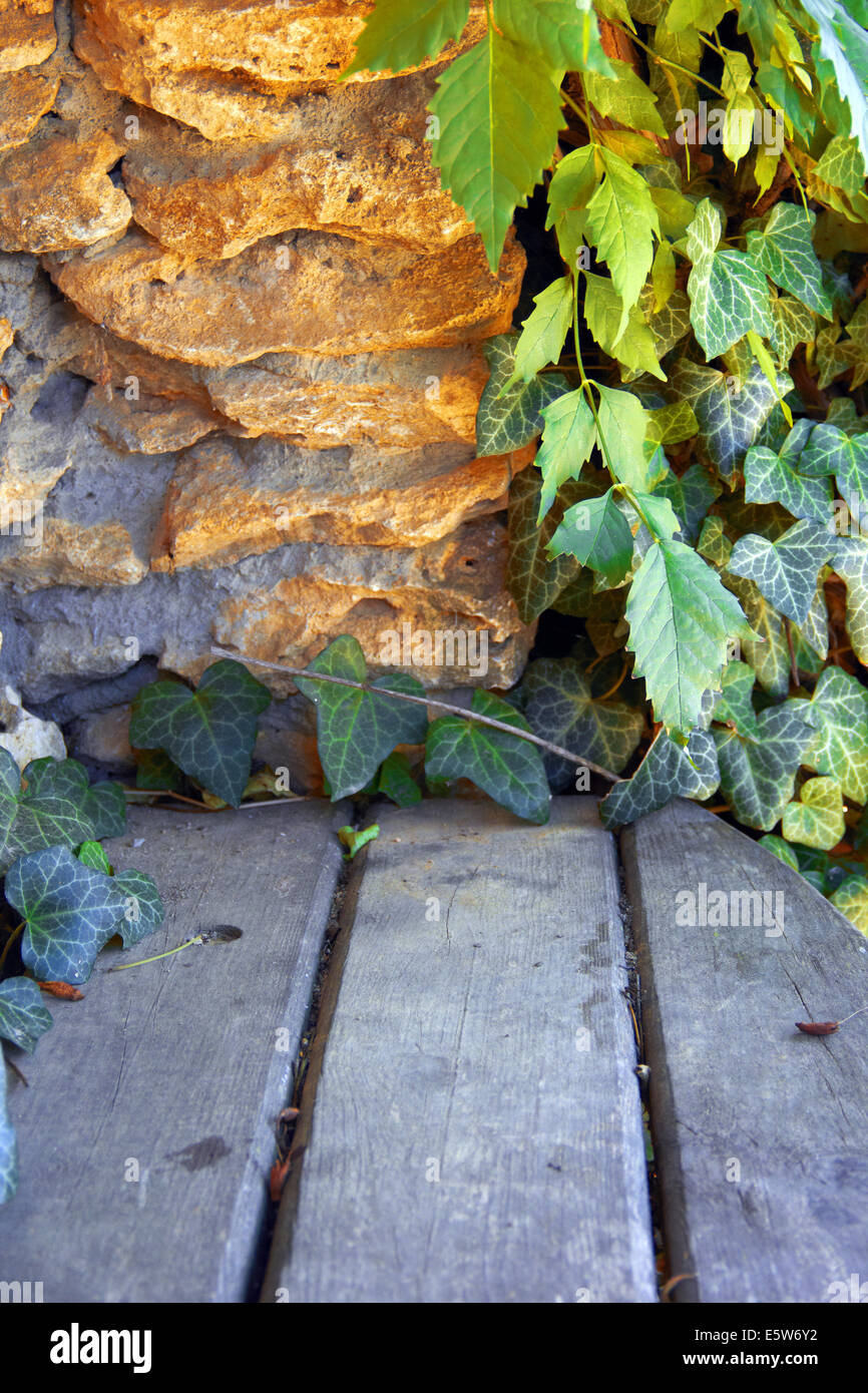 Bellezza uva selvatica parete come sfondo Foto Stock
