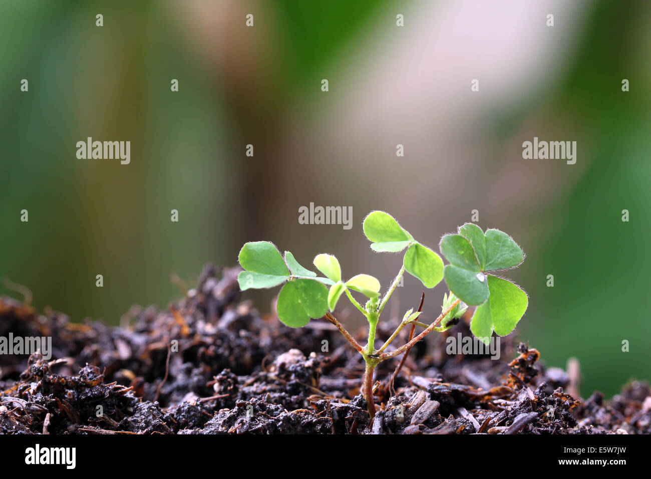 Piantine di verde in una macro. Foto Stock