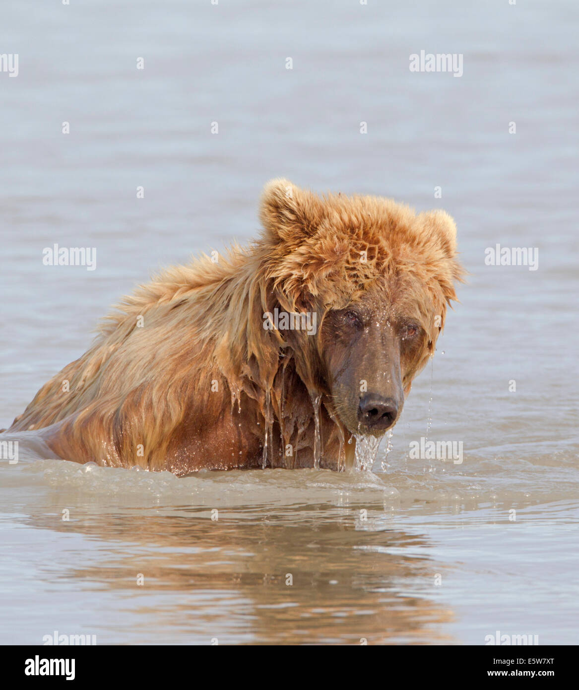 Orso bruno dell'Alaska seduto nell'acqua dell'oceano che gocciola dalla testa Foto Stock
