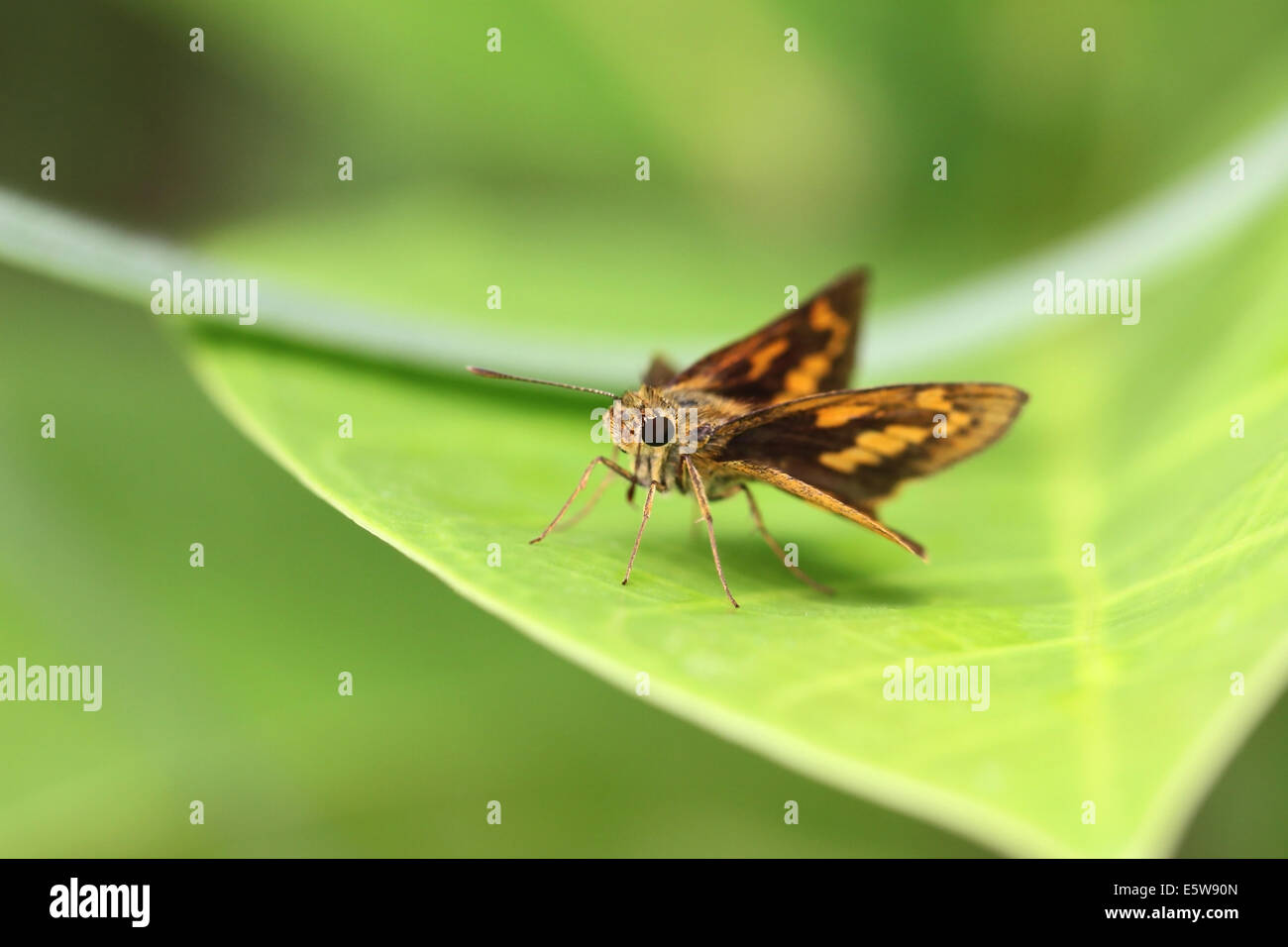 Insetto marrone sulla foglia verde nella foresta. Foto Stock