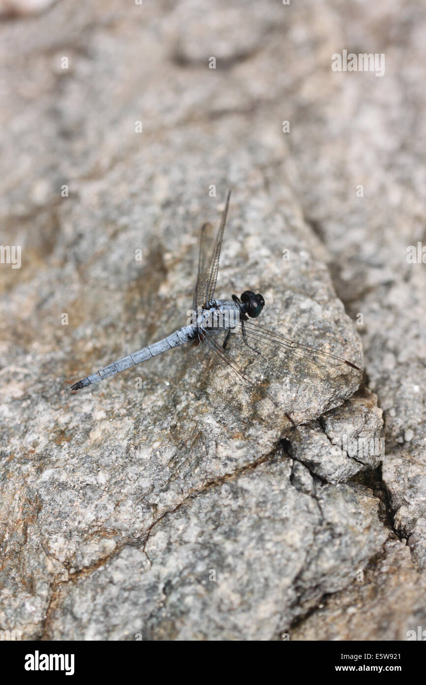 Lamas Skimmer Dragonfly su pietra nella foresta. Foto Stock