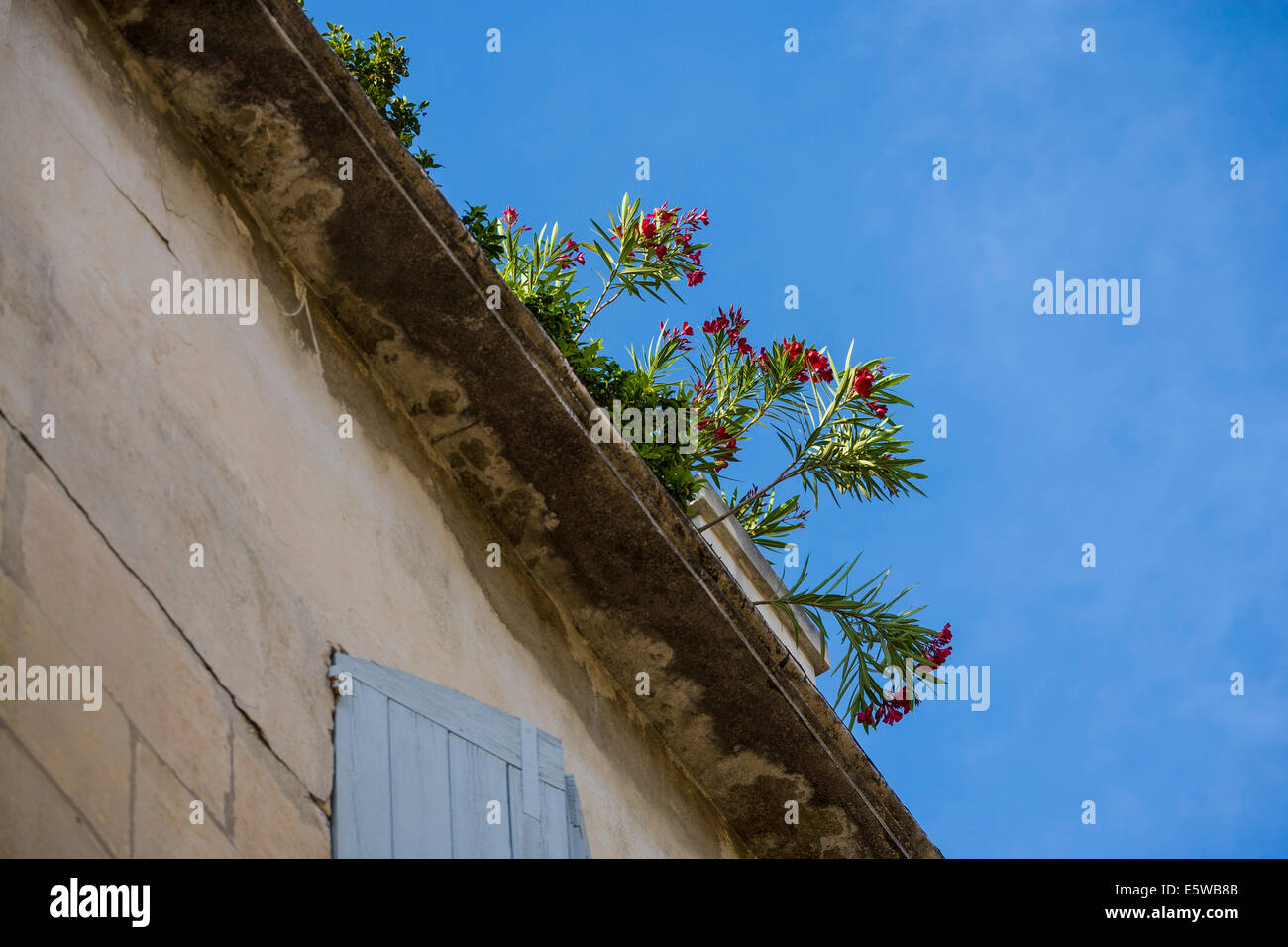 Oleandro crescente in grondaie sul tetto di un edificio in Arles, Francia. JMH6262 Foto Stock