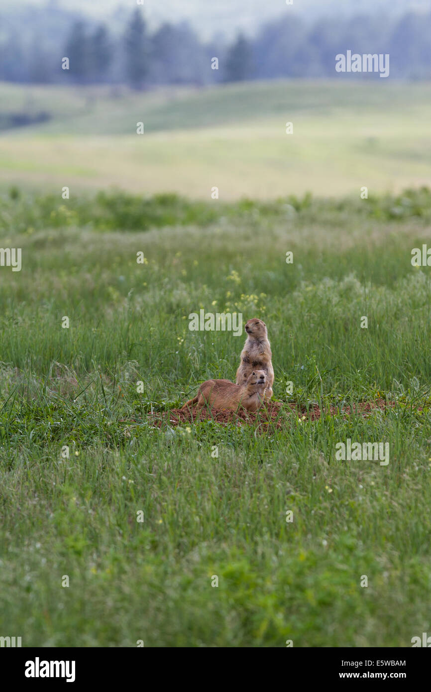 Due croci nere i cani della prateria in allerta nella prateria del Dakota del Sud Foto Stock