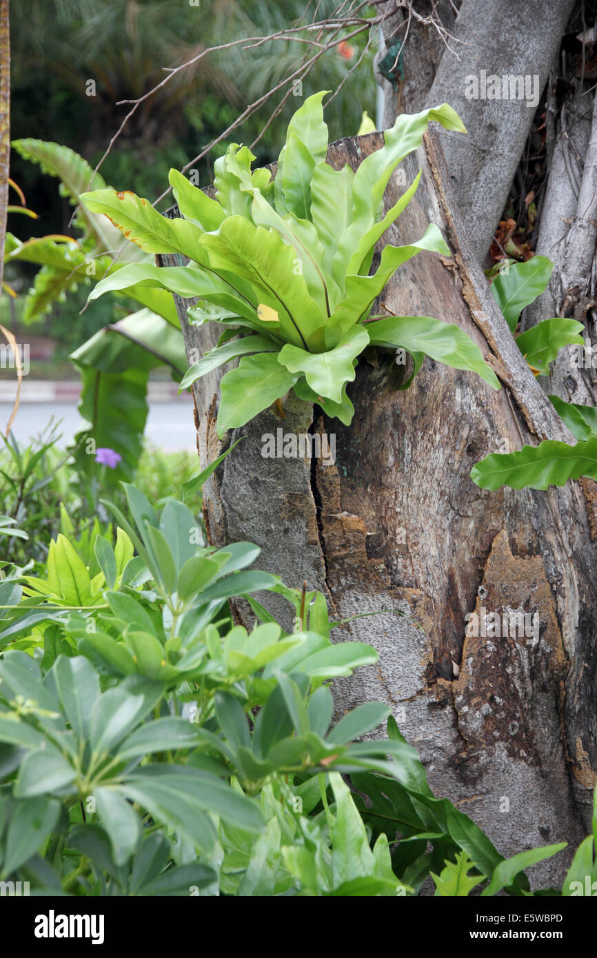 Albero e foglia verde in giardino. Foto Stock