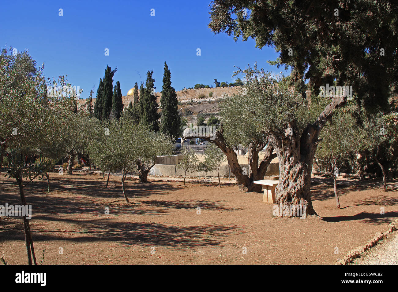 Alberi di ulivo nel giardino del Getsemani che significa frantoio in Israele. Foto Stock
