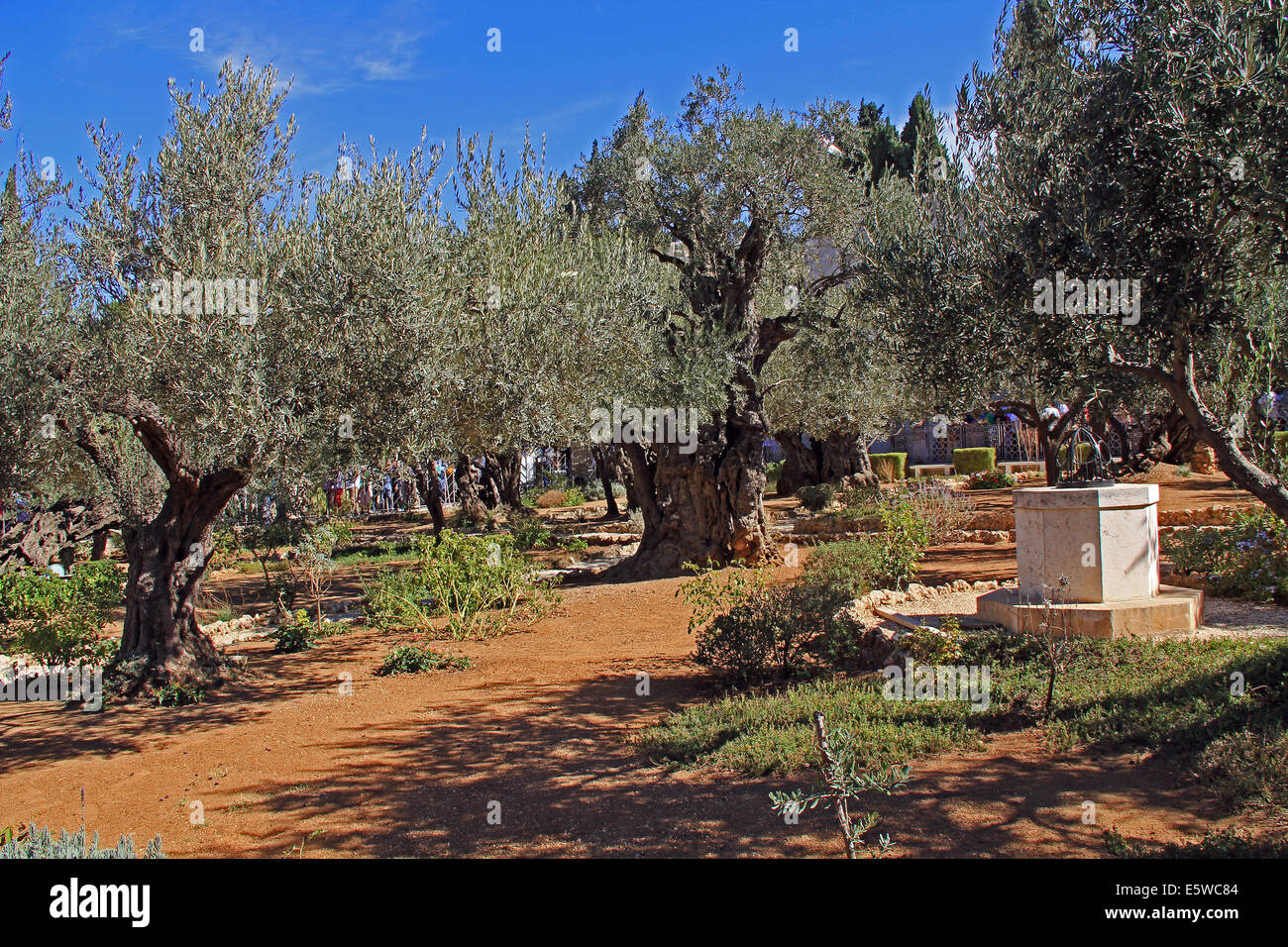 Alberi di ulivo nel giardino del Getsemani che significa frantoio in Israele. Foto Stock