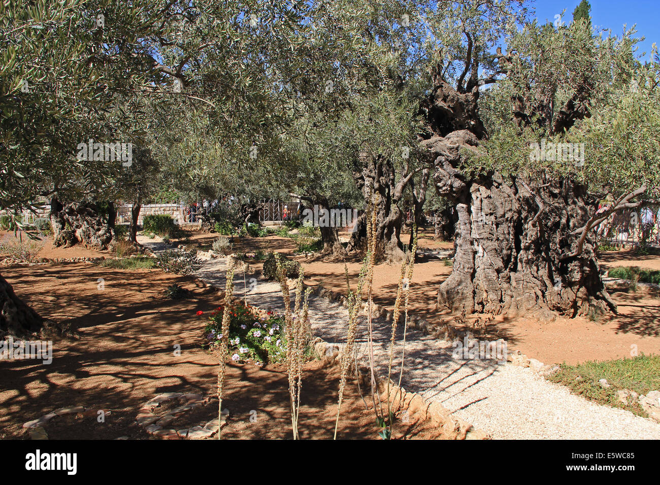 Alberi di ulivo nel giardino del Getsemani che significa frantoio in Israele. Foto Stock