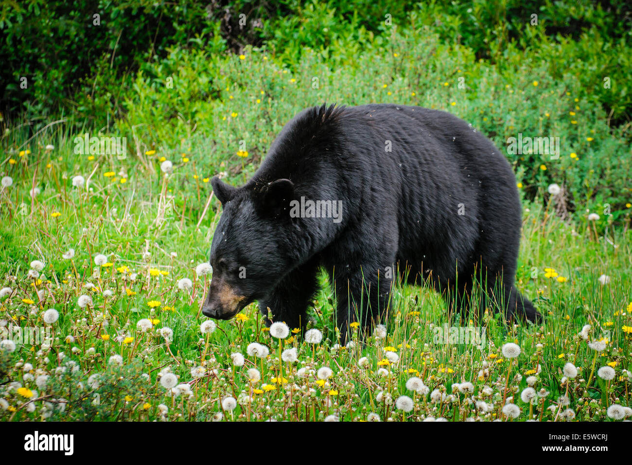 American Black Bear alimentazione su erba di estate, il Parco Nazionale di Jasper Alberta Canada Foto Stock