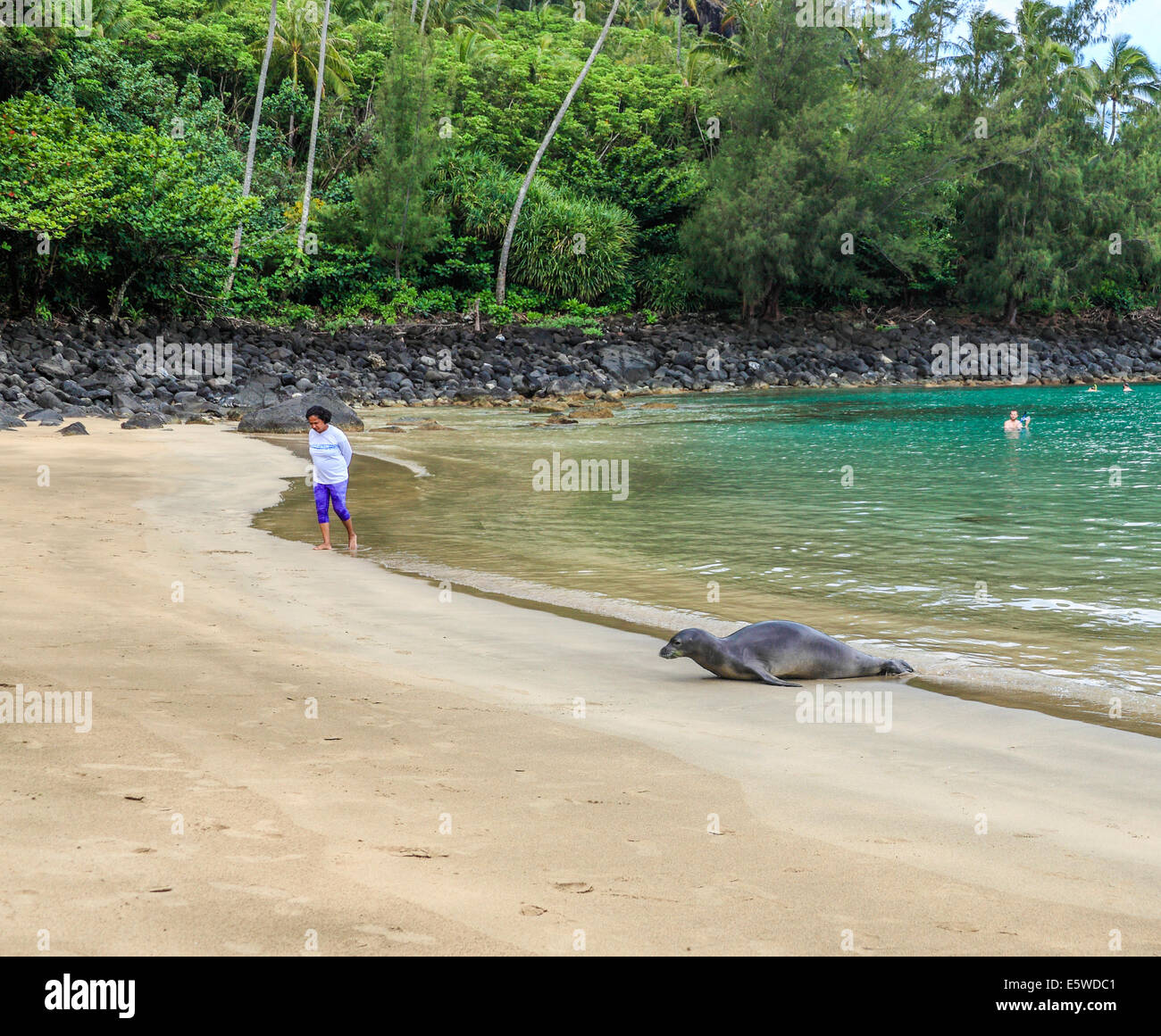 Hawaiian foca monaca arriva a Kee Beach in stato Haena Park a Kauai Foto Stock