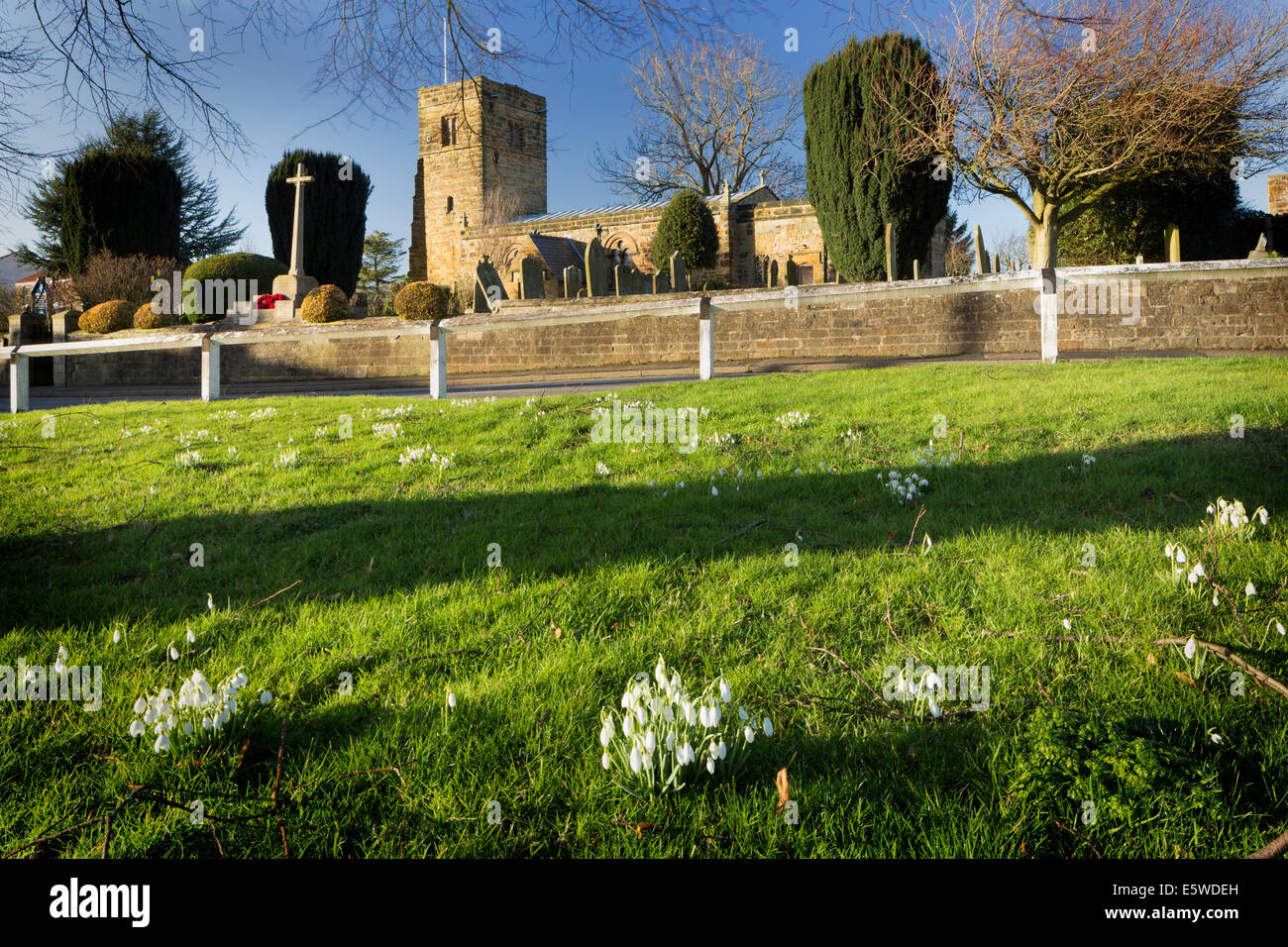 Snowdrops sul villaggio verde a Husthwaite nel North Yorkshire durante il mese di febbraio. Foto Stock