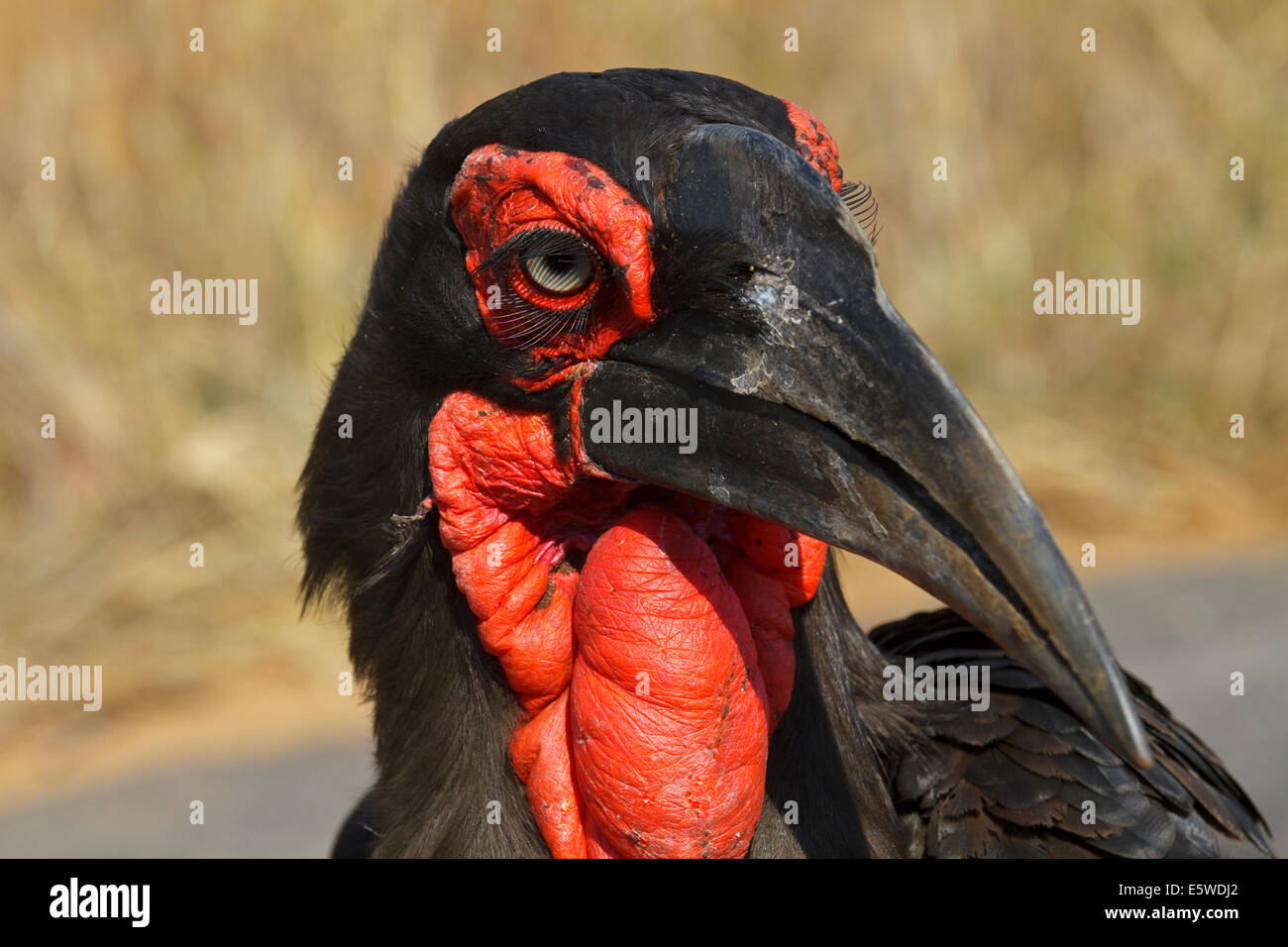 Testa della terra meridionale Hornbill (Bucorvus leadbeateri), Foto Stock