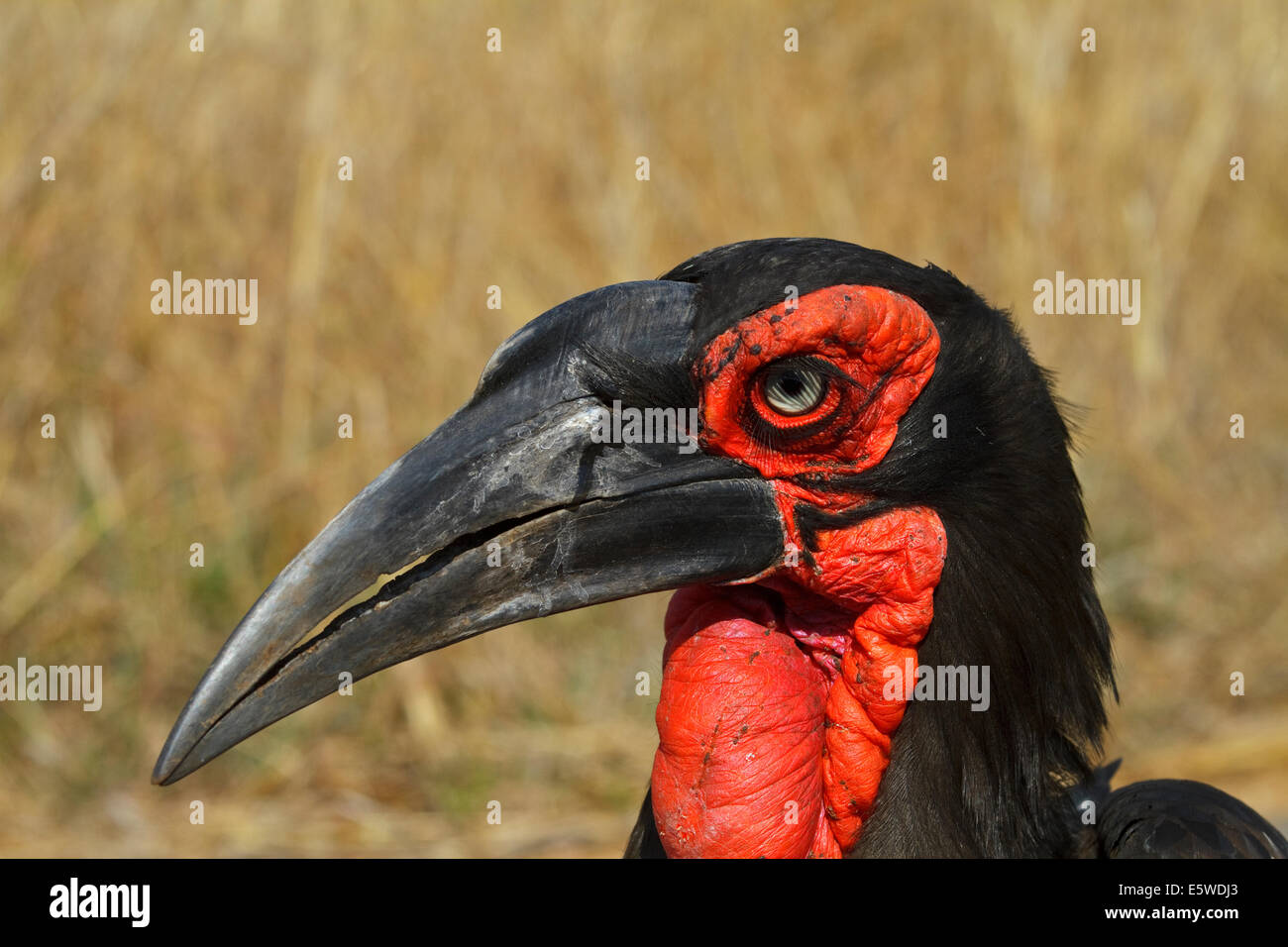 Testa della terra meridionale Hornbill (Bucorvus leadbeateri), Foto Stock