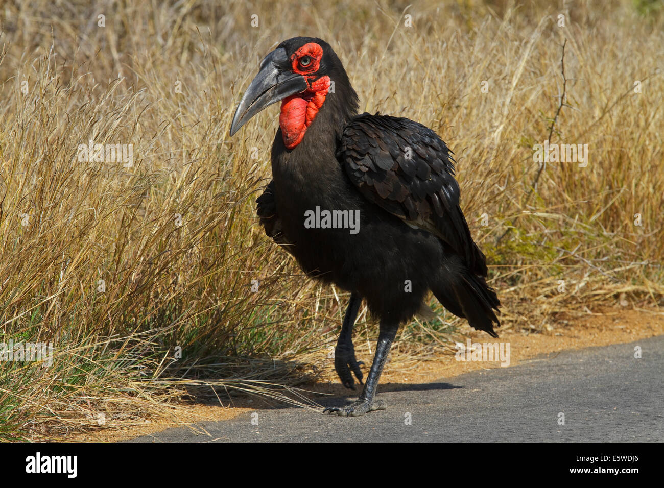Massa meridionale Hornbill (Bucorvus leadbeateri), Foto Stock