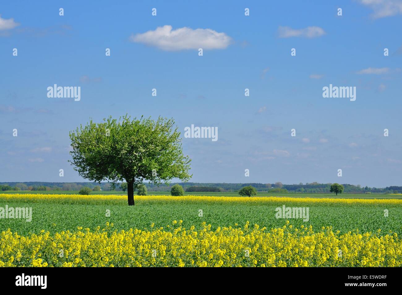 Paesaggio di primavera Foto Stock