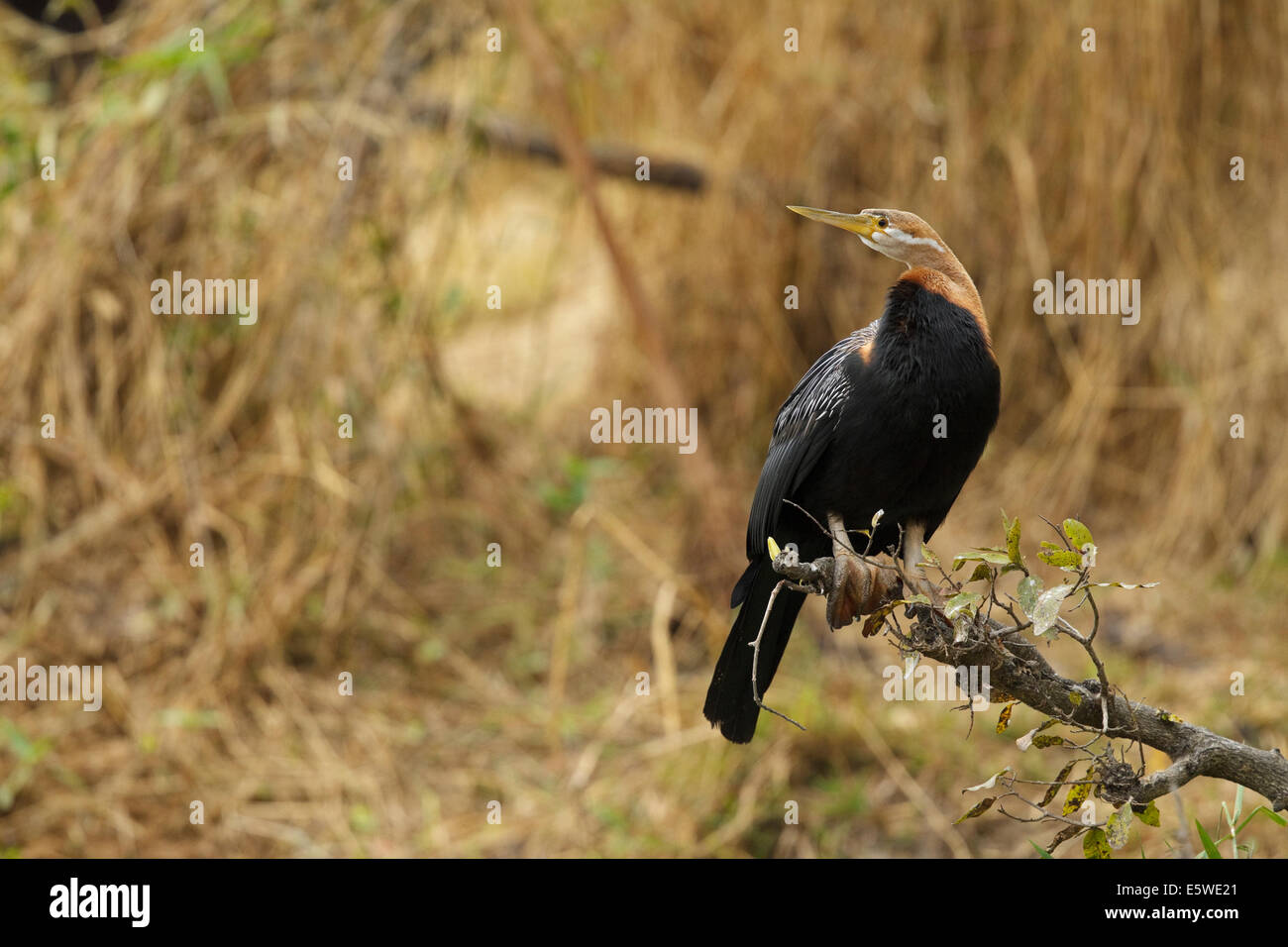 African Darter (Anhinga rufa), maschio Foto Stock