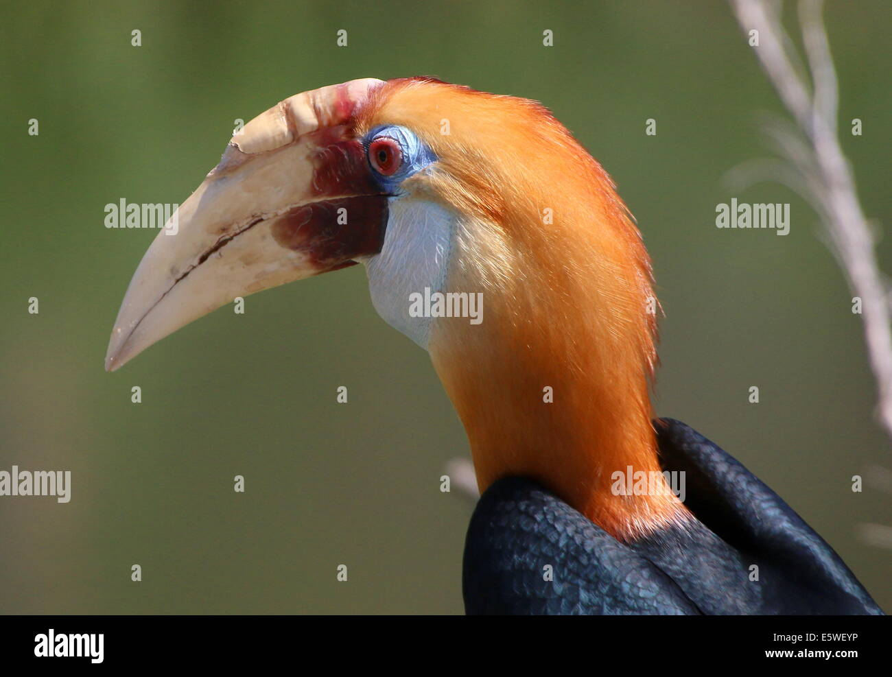 Close-up di un maschio di Blyth's Hornbill o hornbill Papua (Rhyticeros plicatus) Foto Stock