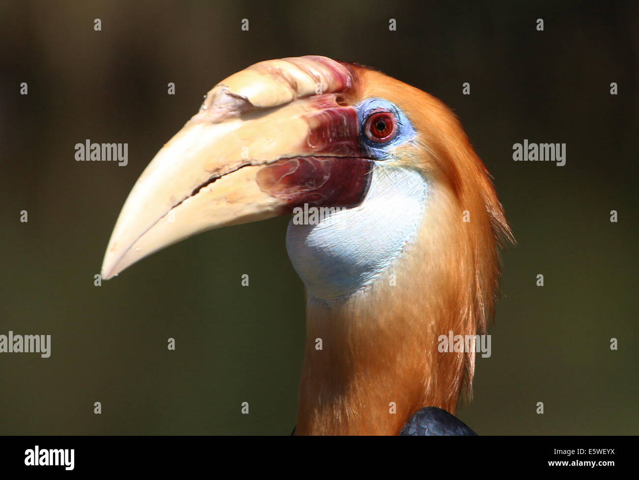Close-up di un maschio di Blyth's Hornbill o hornbill Papua (Rhyticeros plicatus) Foto Stock