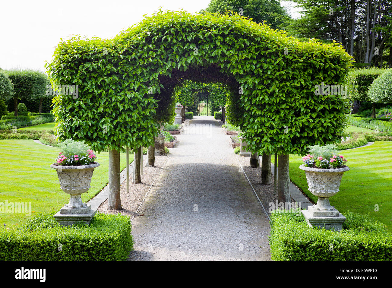 Alberi Pleached formando una verdeggiante avenue in Holker Hall gardens Foto Stock