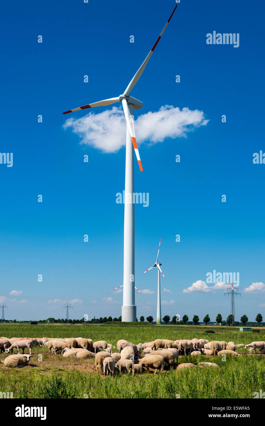 Gregge di pecore al pascolo nella parte anteriore di una turbina eolica, Grevenbroich, Nord Reno-Westfalia, Germania Foto Stock