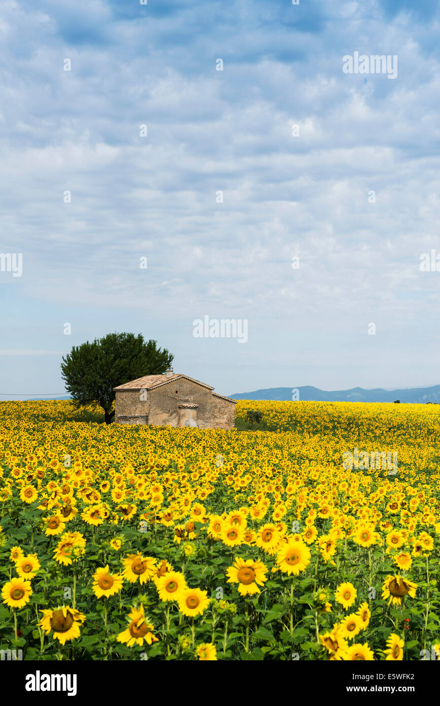 Campo di girasoli e piccola casa in pietra, Plateau de Valensole in Valensole, Provenza, Provence-Alpes-Côte d&#39;Azur, Francia Foto Stock