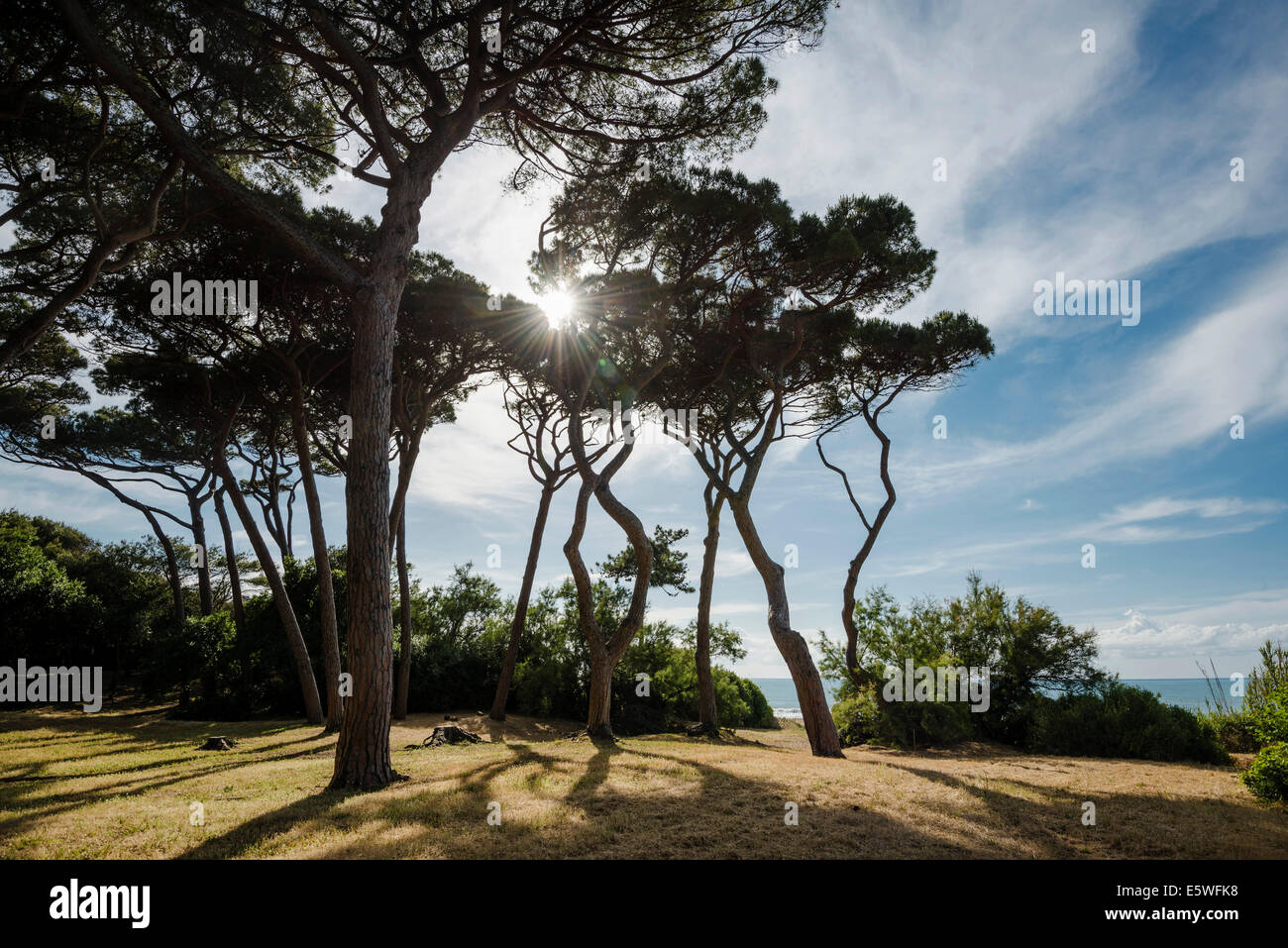 Pini (pinus pinea), spiaggia di Populonia, Provincia di Livorno, Toscana, Italia Foto Stock