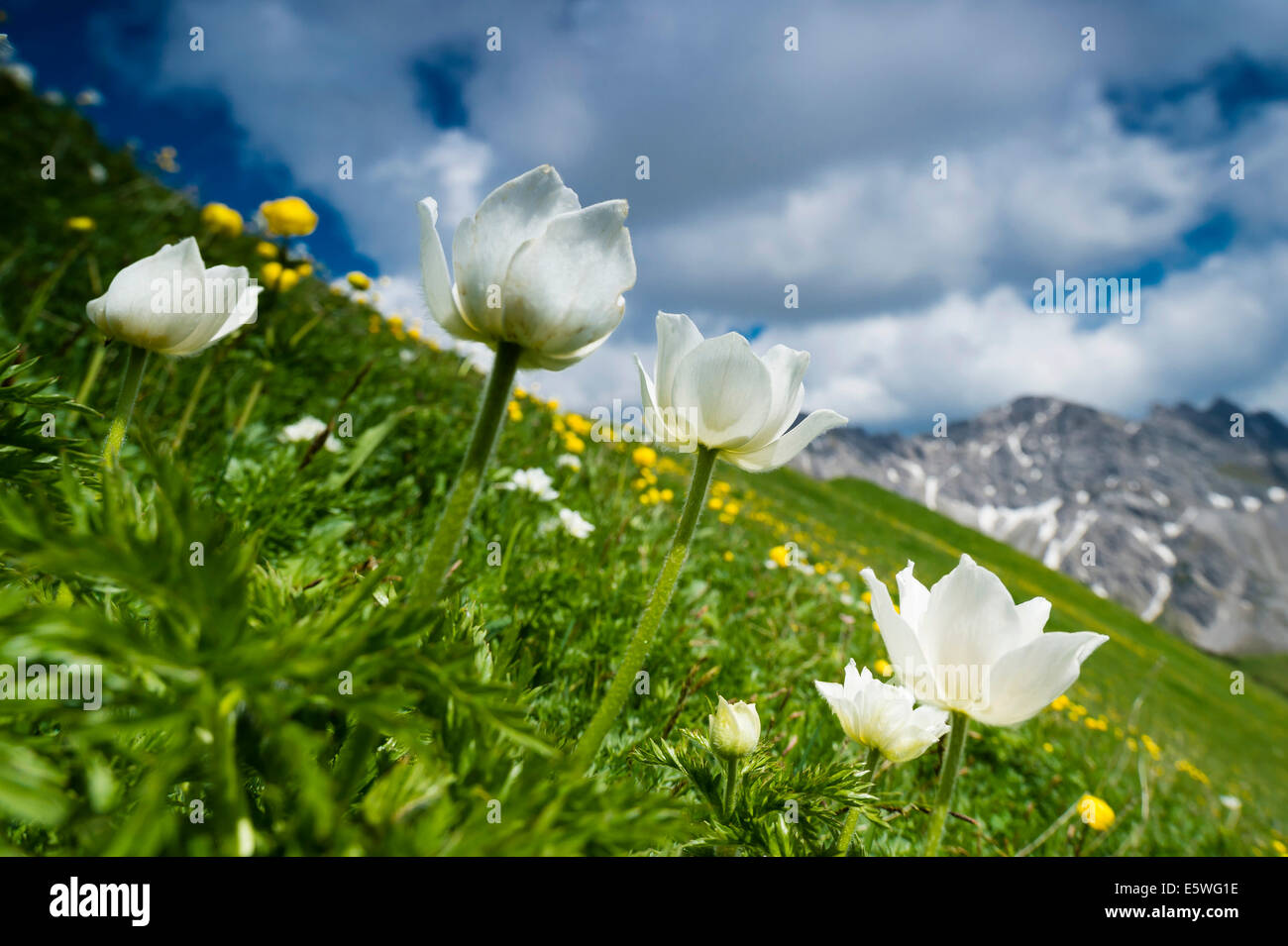 Windflower (Anemone) con prato di montagna, Berwang, Distretto di Reutte, Tirolo, Austria Foto Stock