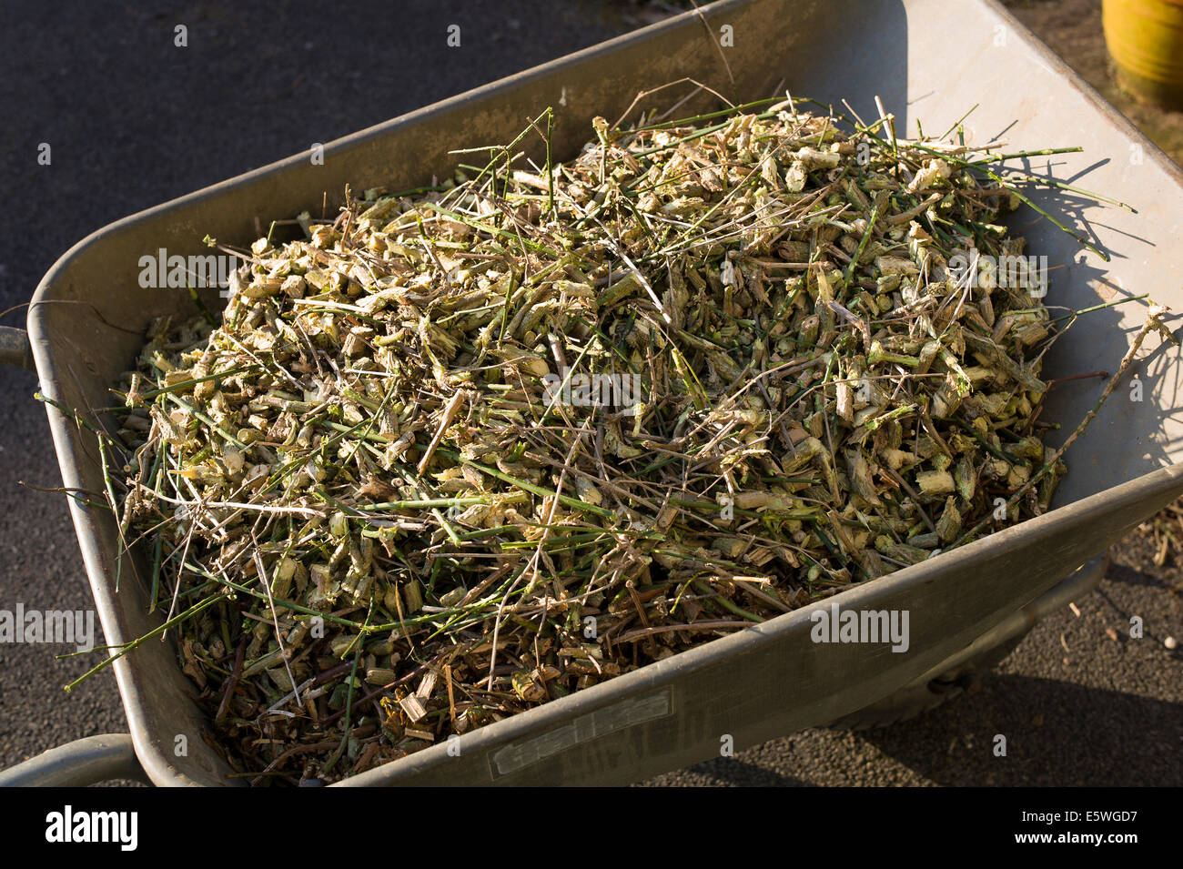 Carriola contenente shreddings di materiale legnoso pronto per l'uso in giardino Foto Stock