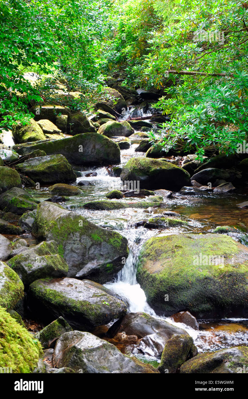 Fresca acqua frizzante ruscello di montagna che scorre sulle rocce Foto Stock