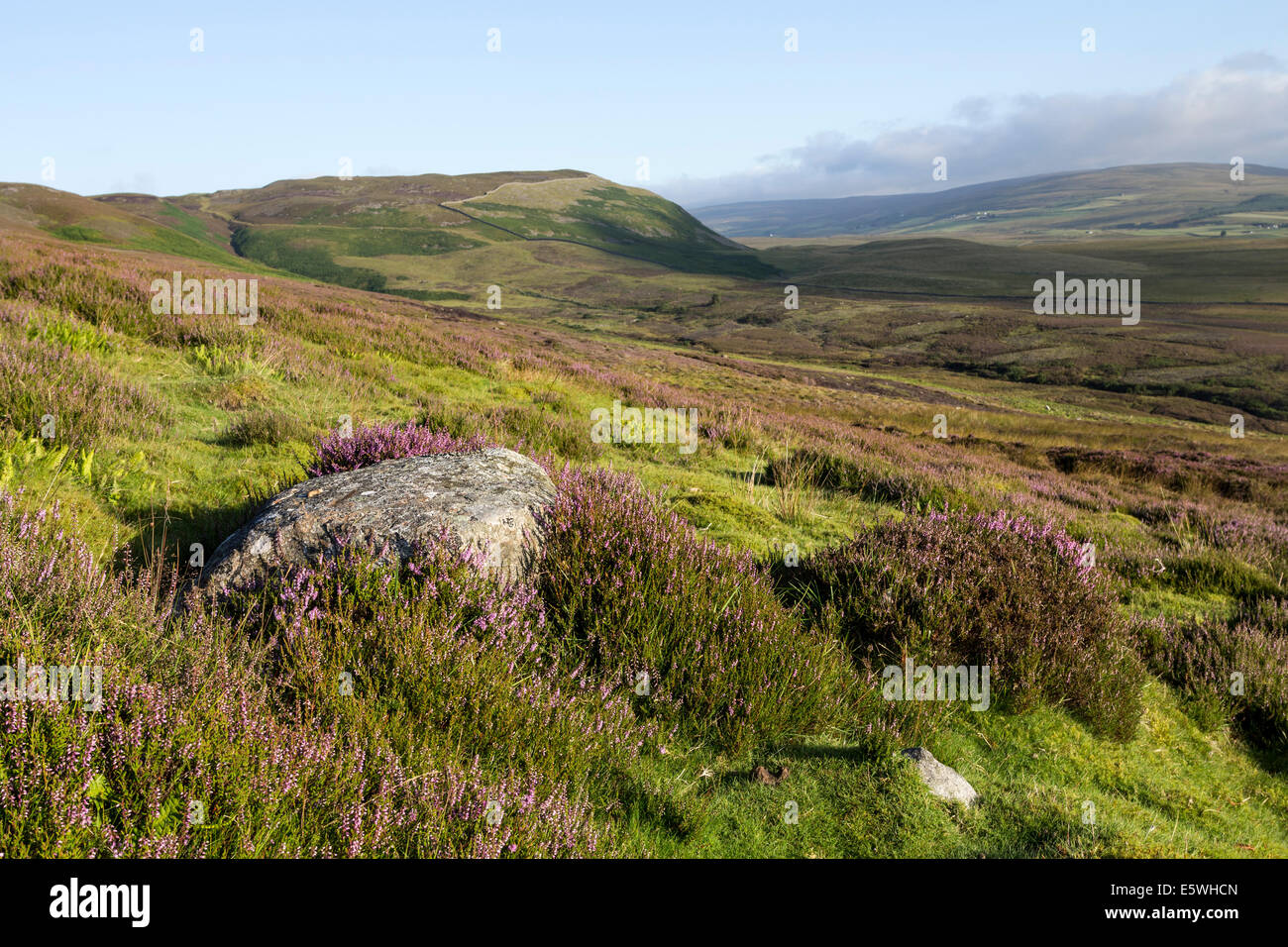 Teesdale, UK. Il 7 agosto, 2014. Con la Caccia al gallo cedrone stagione a causa di avviare in meno di una settimana di tempo il recente clima caldo ha significato la Heather sta iniziando a fiorire su Mori di Teesdale superiore, County Durham, Regno Unito. Credito: David Forster/Alamy Live News Foto Stock