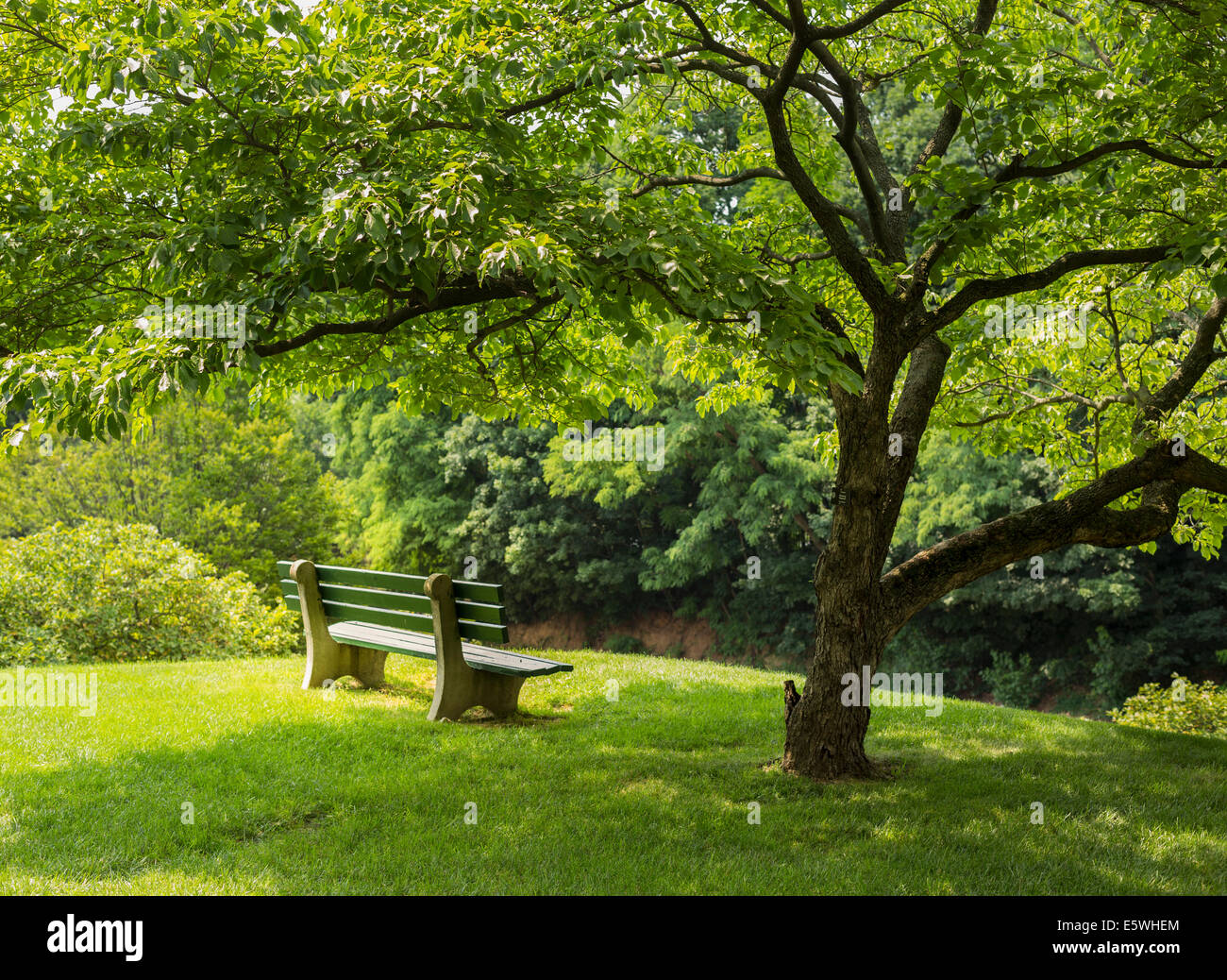 Una panchina nel parco all'ombra di una fioritura sanguinello tree in un parco urbano Foto Stock