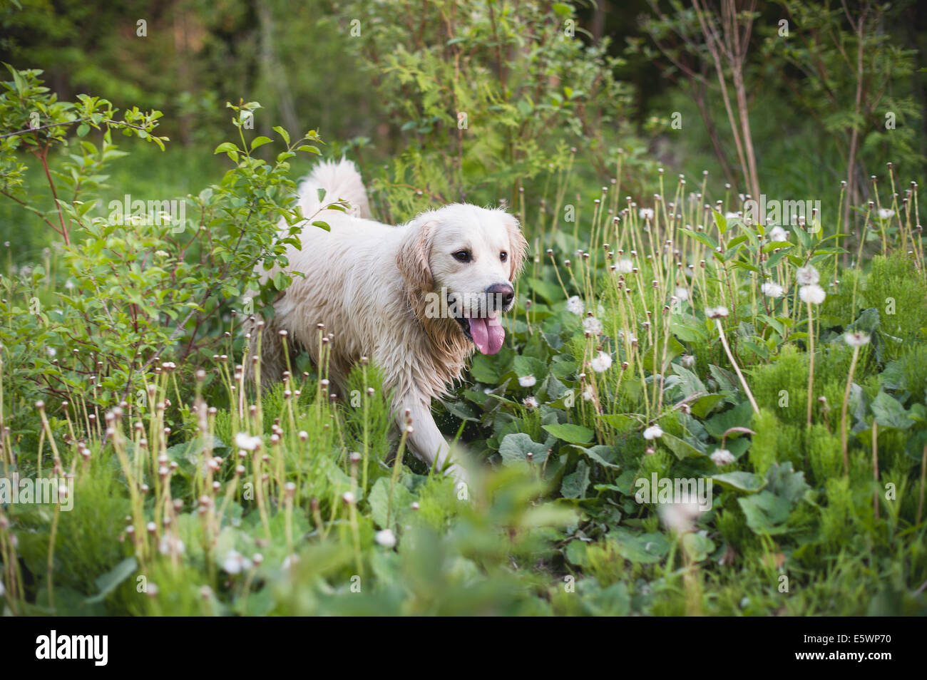 Il golden retriever camminare da solo in erba lunga Foto Stock