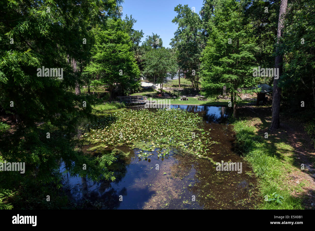 Pittoresco laghetto e BBQ area picnic circondato da alberi al burrone giardini del Parco Statale di Palatka, in Florida, Stati Uniti d'America. Foto Stock