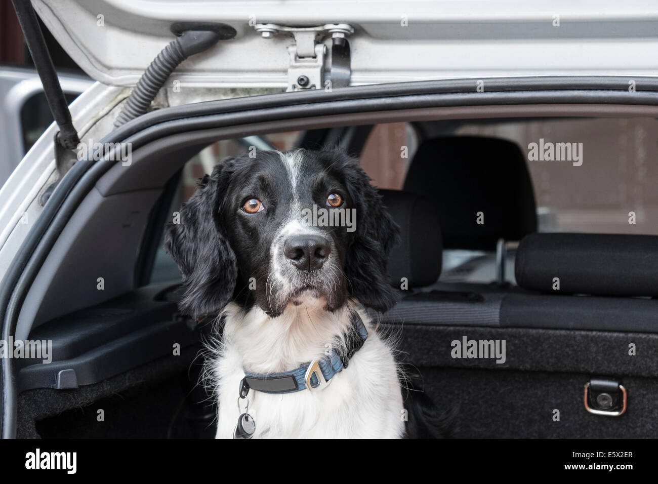 Un adulto English Springer Spaniel cane aspettando pazientemente per andare in un viaggio in una berlina bagagliaio della vettura con il portellone aperto. Regno Unito Gran Bretagna Foto Stock