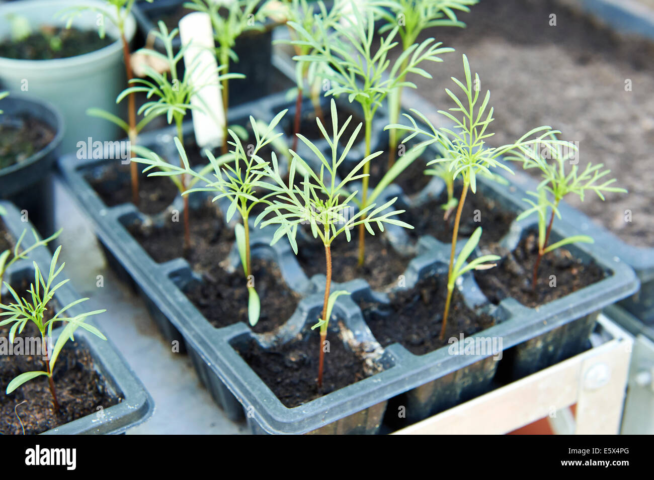 Giovani piante Cosmos nel vassoio di seme che cresce in una serra. Foto Stock