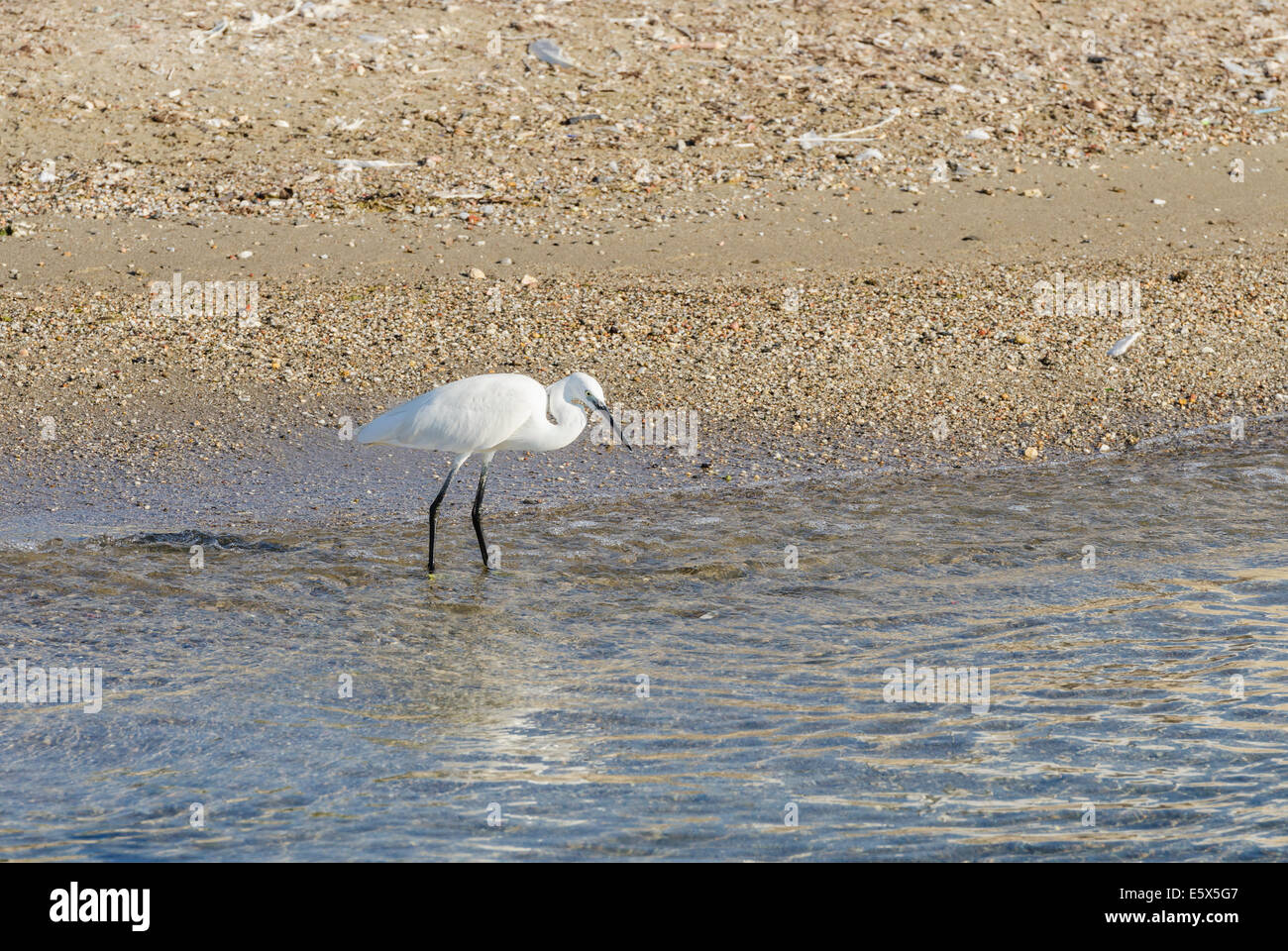 Garzetta sul litorale di Paros Grecia Foto Stock