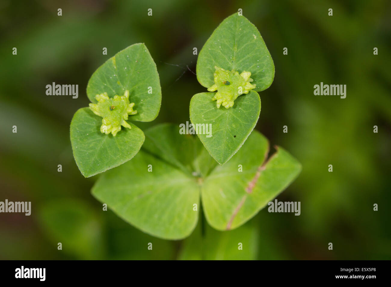 Di latifoglie (Euforbia Euphorbia platyphyllos) Foto Stock