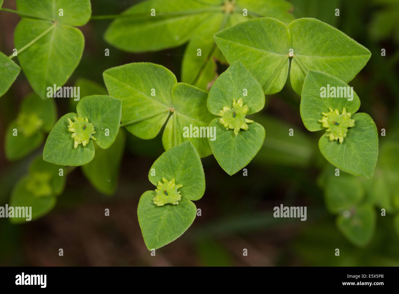 Di latifoglie (Euforbia Euphorbia platyphyllos) Foto Stock
