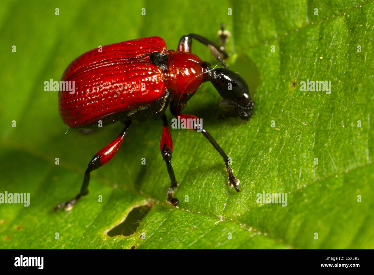 Apoderus coryli, una piccola curculione rosso, mangiare una foglia di nocciola Foto Stock