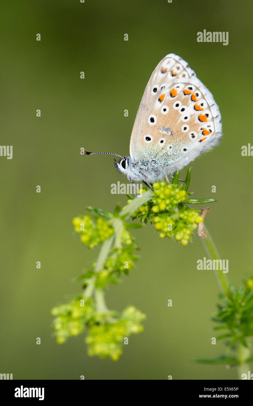 Adonis blu (Lysandra bellargus) farfalla Foto Stock