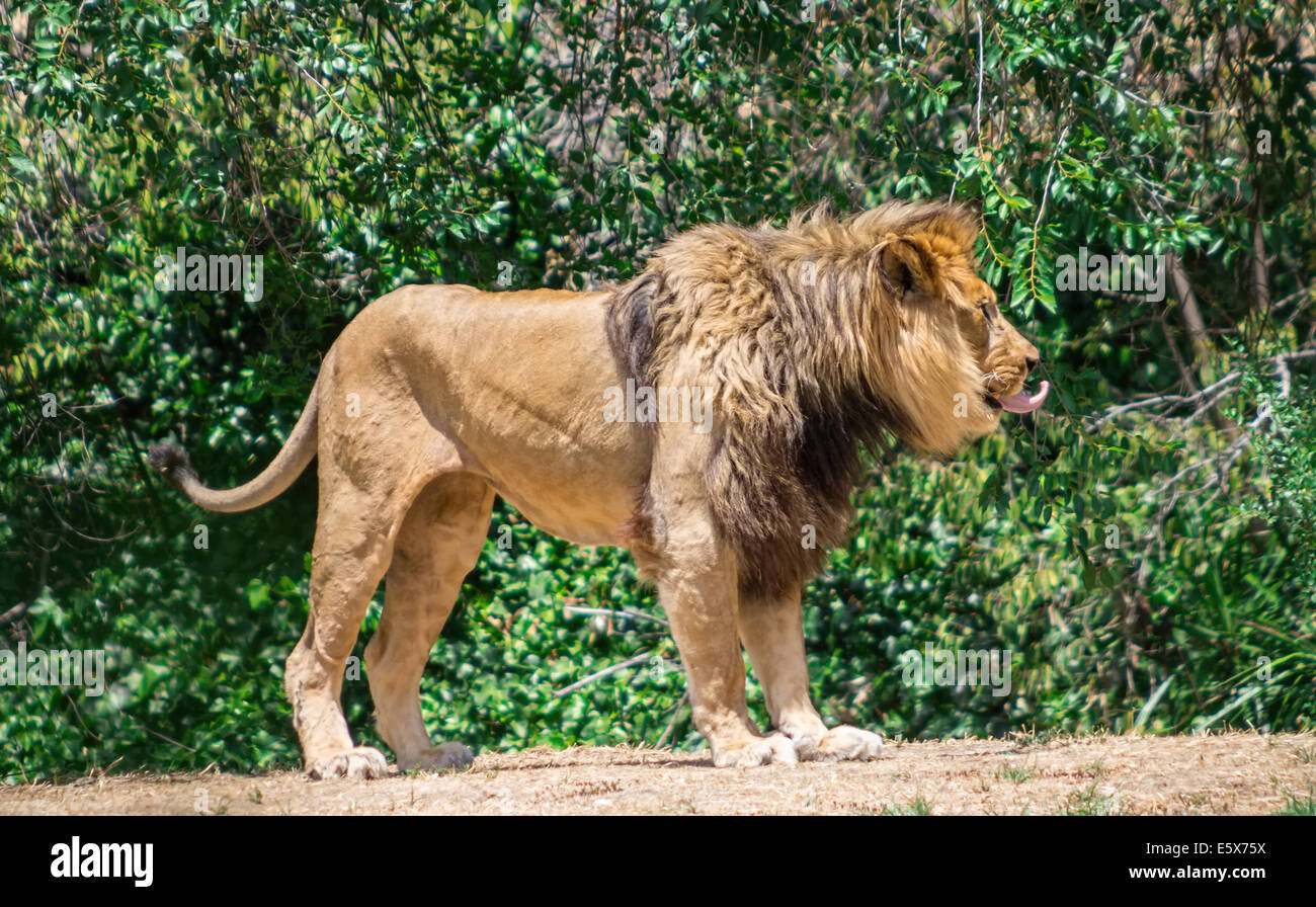 Grandi mane Lion, vagano in cerca di una diga Foto Stock