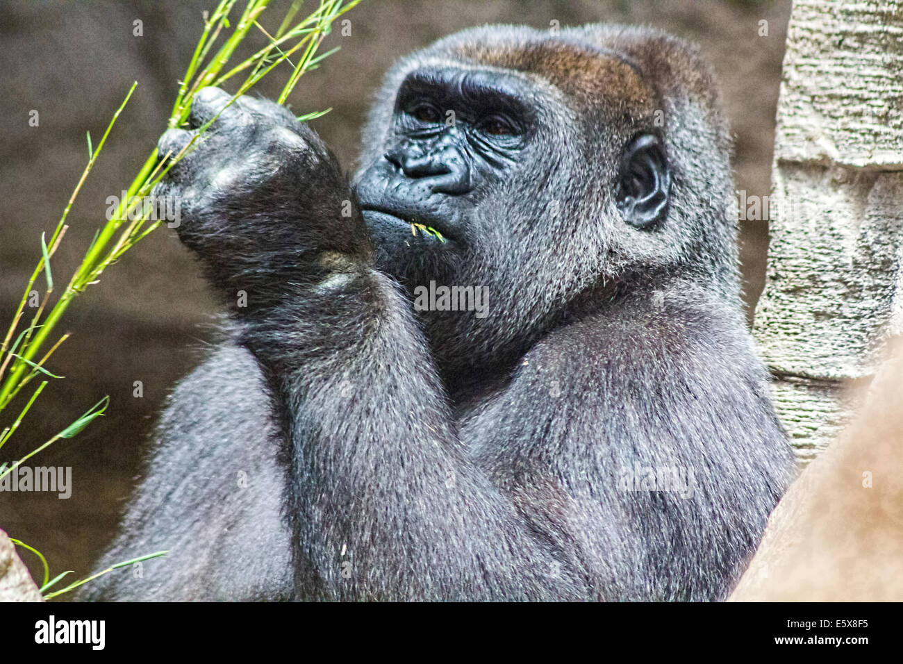 Dorso grigio gorilla di mangiare un ramo Foto Stock