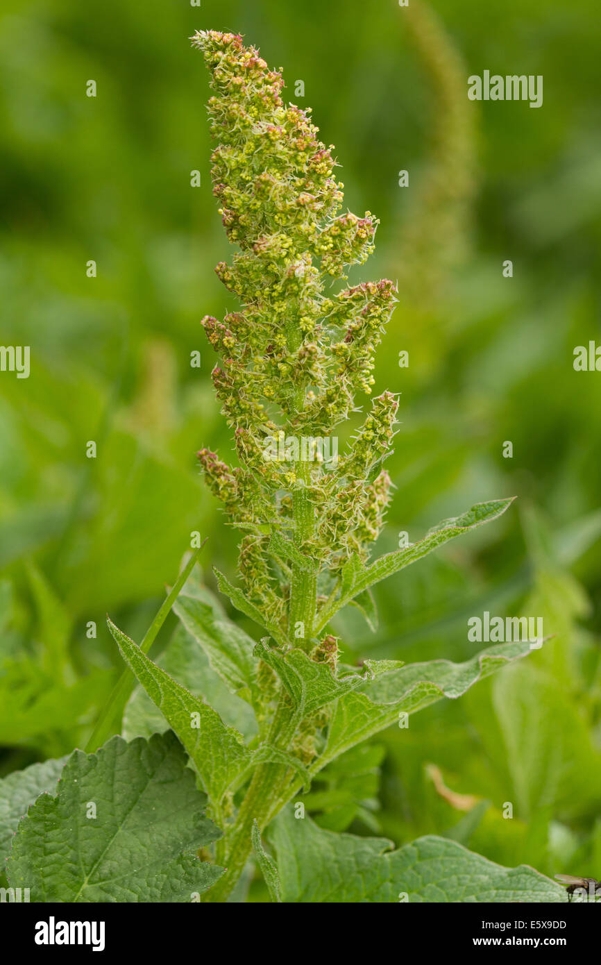 Dock alpino (Rumex alpinus) Foto Stock
