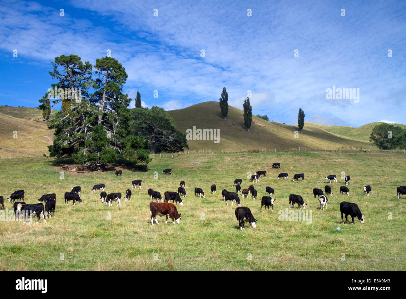 Il bestiame pascola sui terreni agricoli vicino al Lago Taupo, regione di Waikato, Isola del nord, Nuova Zelanda. Foto Stock