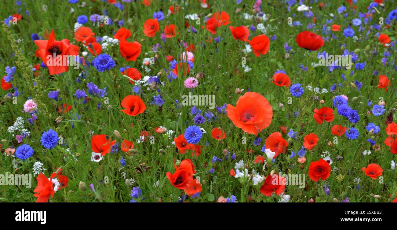 Fiori Selvatici in strada in molti luoghi come qui in Iserlohn seminata una festa per gli occhi |. Foto Stock