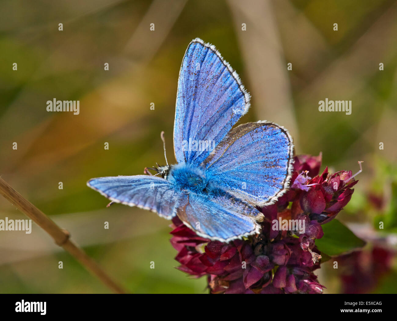 Adonis blu sul origano fiore. Denbies Hillside, Ranmore comune, Surrey, Inghilterra. Foto Stock